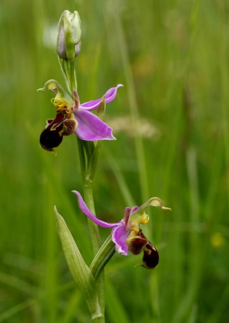 Wild Orchids