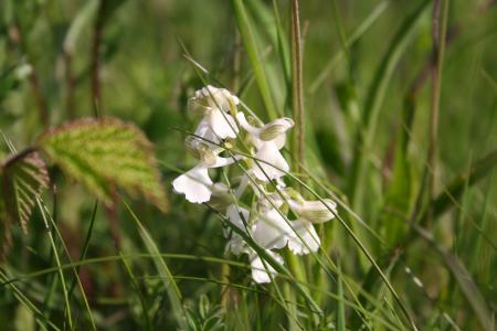 Wild Orchids