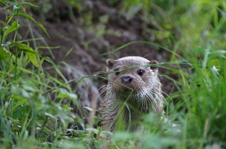 Wild Otter