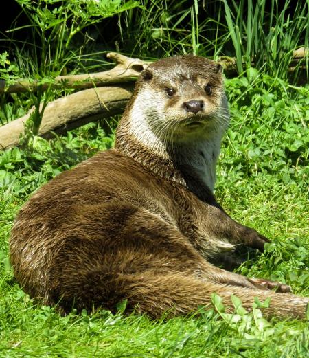 Wild otter