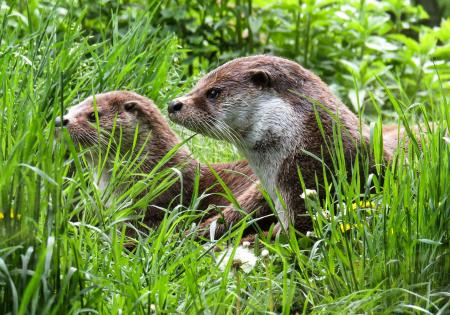 Wild Otter