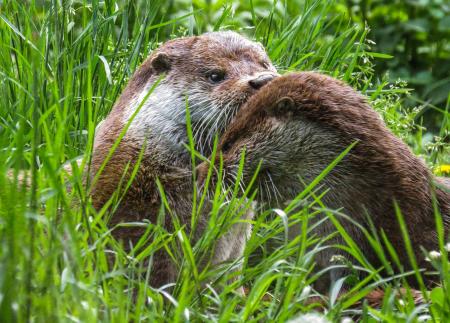 Wild Otter