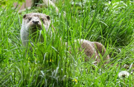 Wild Otter