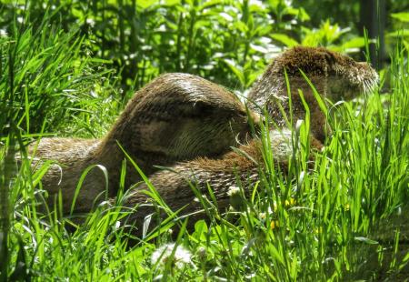 Wild Otter