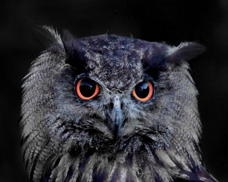 Wild Owl