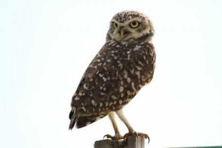 Wild Owl