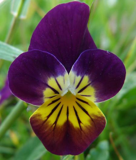 Wild Pansy