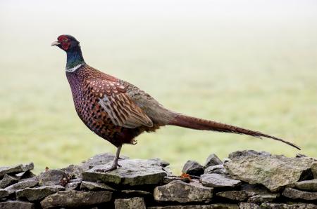 Wild Pheasant