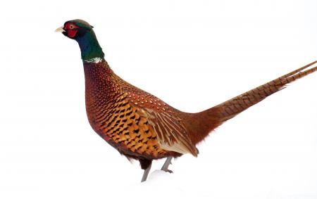 Wild Pheasant