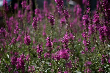 Wild Pink Flowers