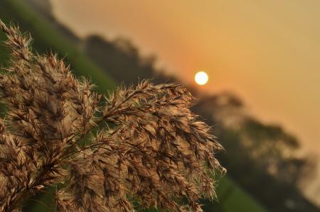 Wild Plant