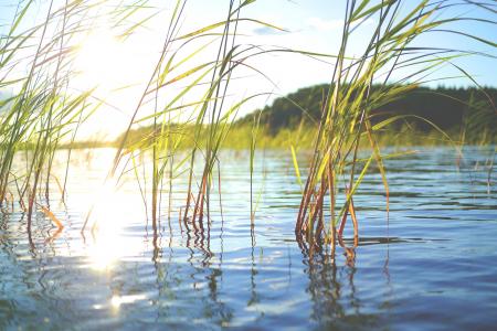 Wild Plants in the Lake