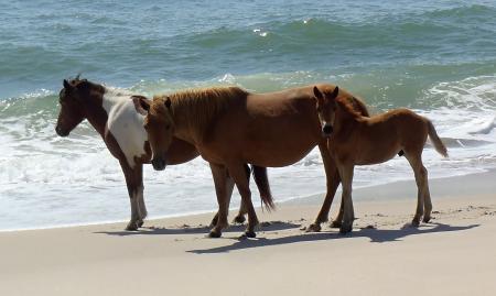 Wild Ponies