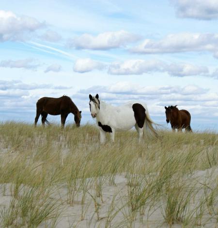 Wild Ponies