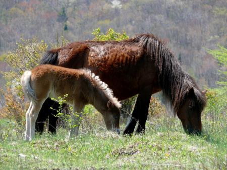 Wild Ponies