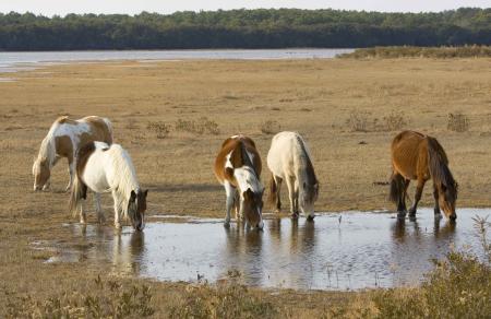 Wild Ponies