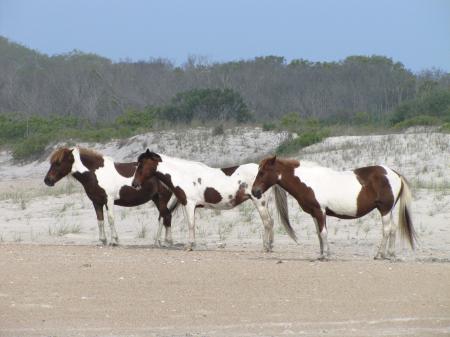 Wild Ponies