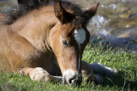 Wild Pony