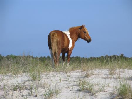 Wild Pony