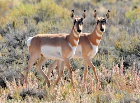 Wild Pronghorn