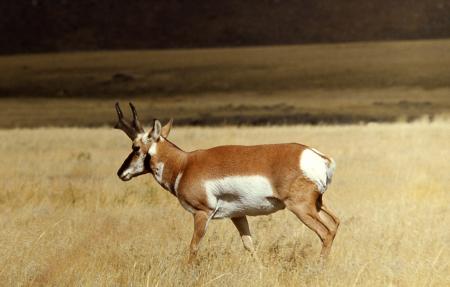 Wild Pronghorn