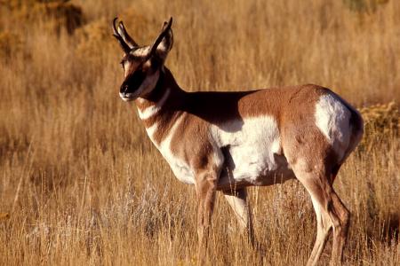 Wild Pronghorn