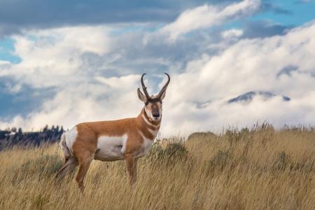 Wild Pronghorn