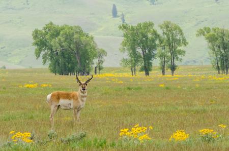 Wild Pronghorn