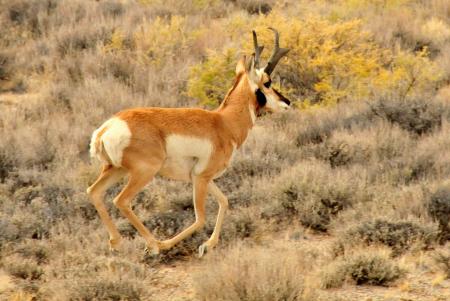 Wild Pronghorn