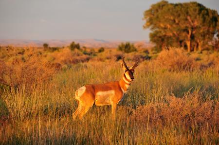 Wild Pronghorn