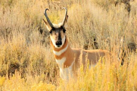 Wild Pronghorn