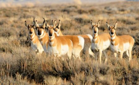 Wild Pronghorn