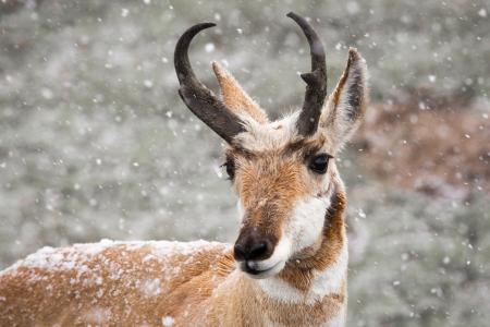 Wild Pronghorn