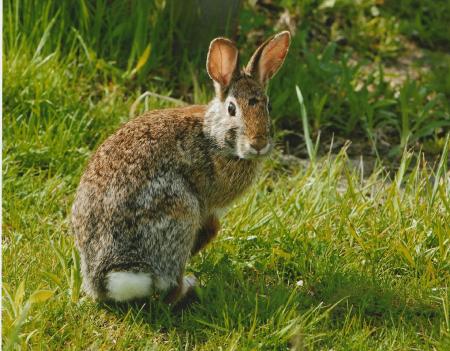 Wild Rabbit