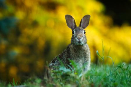 Wild Rabbit