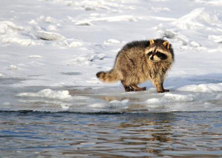 Wild Raccoon