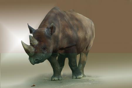 Wild Rhino