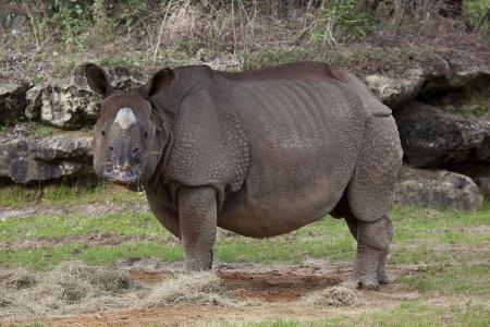 Wild Rhino