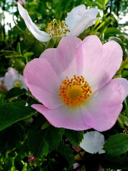 Wild rose flower