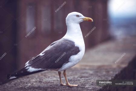 Wild Seagull