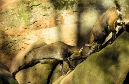 Wild Sheep Fight