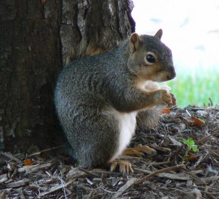 Wild Squirrel