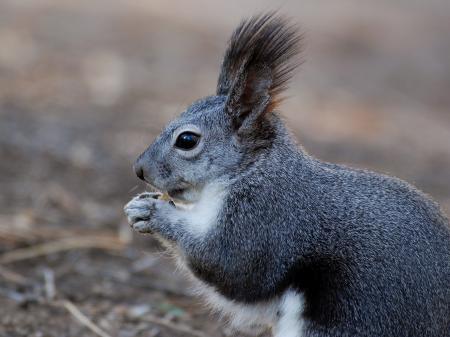 Wild Squirrel