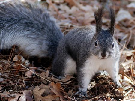 Wild Squirrel