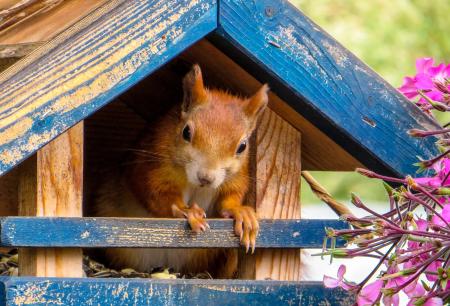 Wild Squirrel