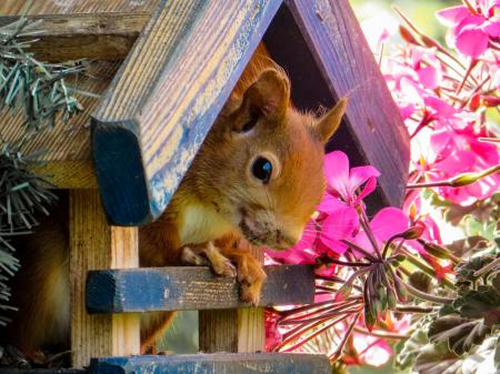 Wild Squirrel