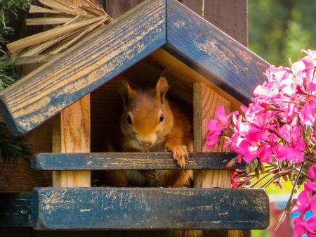 Wild Squirrel