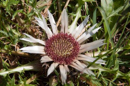 Wild Thistle