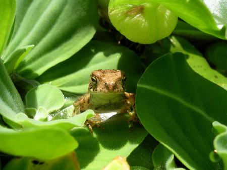 Wild Toad