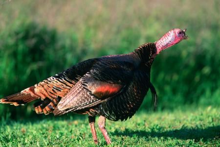 Wild Turkey